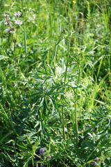 Aconitum barbatum