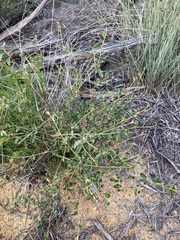 Stenanthemum complicatum