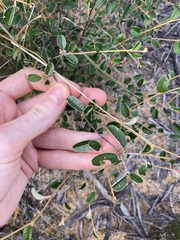 Stenanthemum complicatum