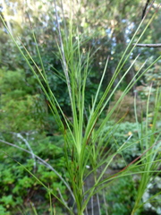 Dracophyllum viride