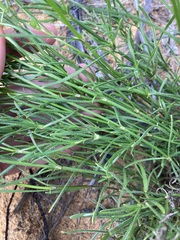 Opercularia vaginata