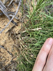 Opercularia vaginata