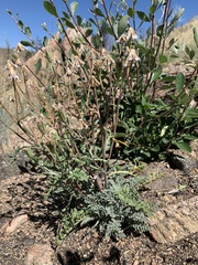 Chaenactis douglasii douglasii