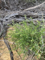 Opercularia vaginata