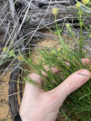 Opercularia vaginata