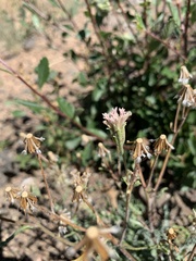 Chaenactis douglasii douglasii