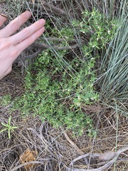 Monotaxis bracteata