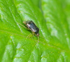 Monalocoris filicis