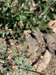 Chaenactis douglasii douglasii