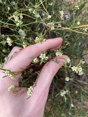 Monotaxis bracteata