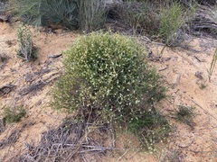 Monotaxis bracteata