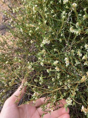 Monotaxis bracteata