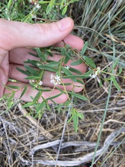 Monotaxis bracteata
