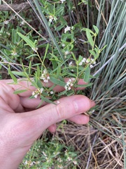 Monotaxis bracteata