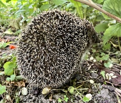 Erinaceus