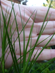 Dracophyllum viride