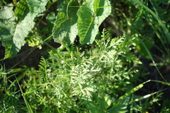 Artemisia gmelinii