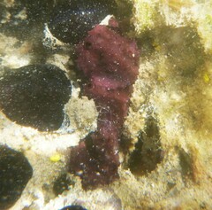 Chelonaplysilla violacea