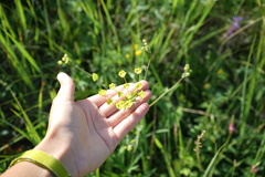 Bupleurum scorzonerifolium