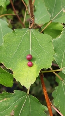 Harmandiola tremulae