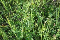 Delphinium laxiflorum