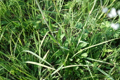 Gypsophila altissima
