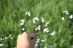 Gypsophila altissima