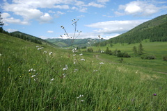 Gypsophila altissima