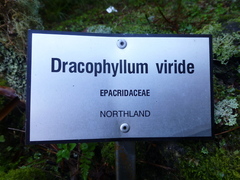 Dracophyllum viride