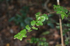 Dovyalis rhamnoides