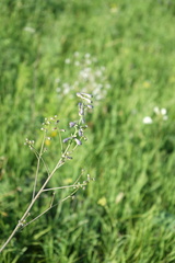 Delphinium laxiflorum