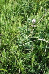 Delphinium laxiflorum