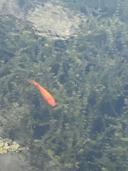 Amphilophus labiatus