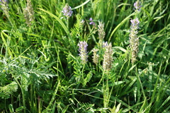 Astragalus laxmannii