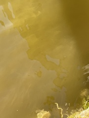 Heterosigma akashiwo