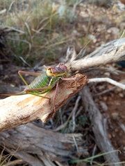 Parasteropleurus perezii