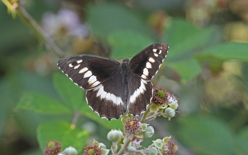 Great Banded Grayling