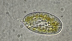 Heterosigma akashiwo