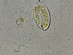 Heterosigma akashiwo