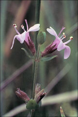 Mentha diemenica