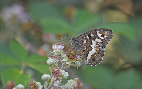 Great Banded Grayling