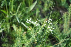Galium paniculatum