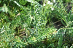 Galium paniculatum