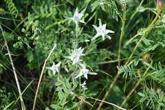 Leontopodium leontopodioides