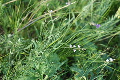 Astragalus austriacus