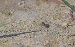 Lophyra flexuosa sardea