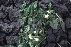 Scaevola hookeri