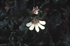 Scaevola hookeri