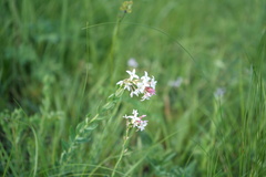 Diarthron altaica