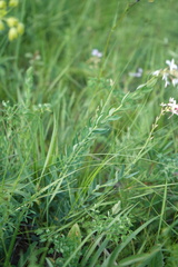Diarthron altaica